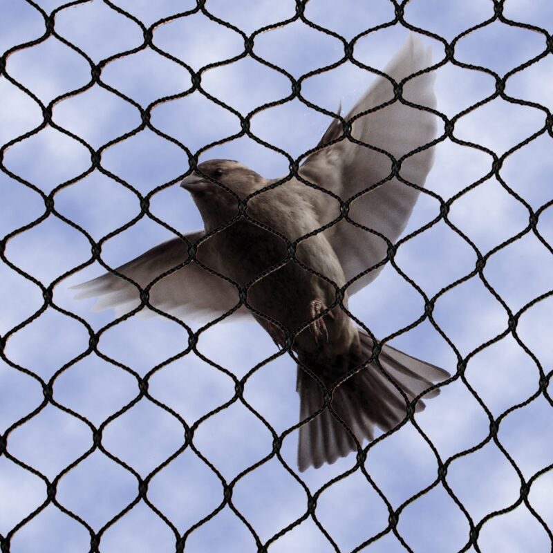 Pigeon Net - Image 2