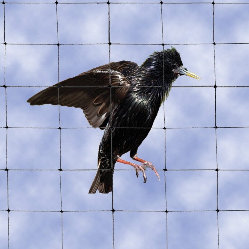 Pigeon Net - Image 4